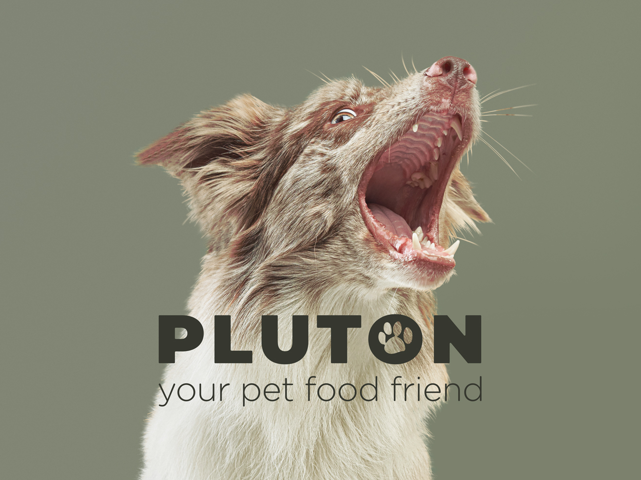 Pluton, pet food, brand identity, packaging